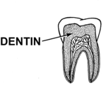 Kresba zobrazující dentin  