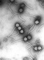 Virus: Bakteriofág gama