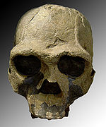 Homo ergaster (afrikietiškojo Homo erectus) iškastinės kaukolės kopija. Fosilija, kurios numeris Khm-Heu 3733, rasta 1975 m. Kenijoje.
