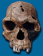 Homo habilis iškastinės kaukolės kopija. Fosilijos numeris KNM ER 1813, rasta Koobi Fora, Kenijoje.