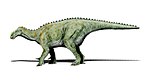 Iguanodonas .