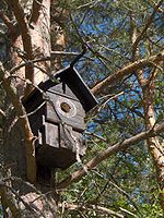 Dieser Vogelkasten steht auf einer Kiefer.