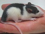 Una rata bebé como mascota