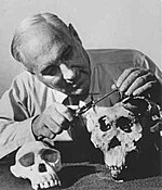 Louisas Leakey apžiūrinėja kaukoles iš Olduvai Gorge, Tanzanijoje