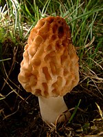 Houby: Morchella esculenta
