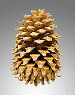 Dospělá samice šišky Pinus coulteri
