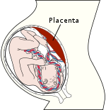 Schéma placenty  