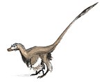 Velociraptor  