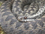 The adder (Vipera berus) is the most common venomous snake in Central Europe.