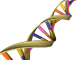 Το DNA, ένα νουκλεϊκό οξύ, αποτελείται από μια διπλή έλικα.