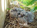 Two baby doves with sprouting feathers, sitting in a nest