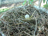 Single white egg in a nest of twigs