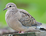 Greyish-brown dove standing against a green background