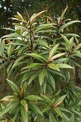 Foetidia mauritiana