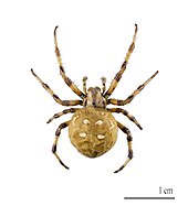 Four-spotted cross spider (Araneus quadratus)