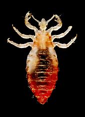 Pediculus humanus  