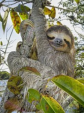 Brown-throated sloth (Bradypus variegatus)