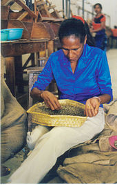 Coffee sorter in Dili, East Timor