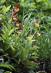 The yellow lady's slipper is protected in the EU by the Fauna-Flora-Habitat Directive.
