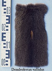 Fur of the mountain forest treecreeper (Dendrohyrax validus) with visible light spot