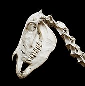 Skull of an Asian donkey