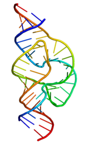 Structura ribozimei Hammerhead