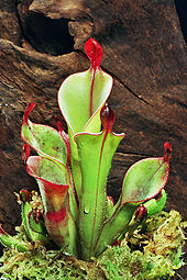 Heliamphora chimantensis , endemiczny dla Masywu Chimantá (wenezuelska część Tarczy Gujańskiej)