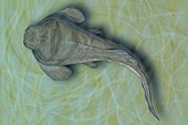 Heterosteus ingens από το μέσο Δεβόνιο της Εσθονίας