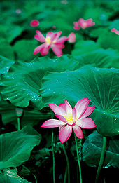 Os lírios de água como a flor de lótus abundam no Parque Nacional de Kakadu.
