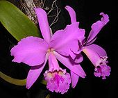 Cattleya labiata  