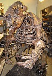 Skeleton of Paramylodon with visible hands