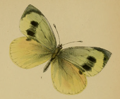 Madeiran Large White (femelă)  