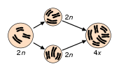 Graphical representation of the ontogeny of the quinoa genome: duplication of a diploid genome (2n) leads to tetraploidy (4x).