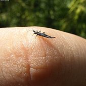 Ponticulothrips diospyrosi na prstu pro šupiny  