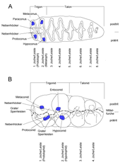 Structure of proboscidean teeth with important topographical reference points; A: upper left molar of Loxodonta, B: lower right molar of Gomphotherium, each posterior tooth