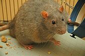 Una cepa de rata de laboratorio conocida como rata Zucker. Estas ratas se crían para que sean genéticamente propensas a la diabetes, la misma enfermedad que padecen los seres humanos.