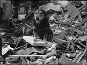Rip hjalp med at finde mange ofre for Blitz.  