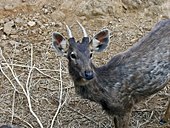 The sambar is one of the most widespread wild animals in the region. .