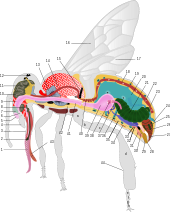 Anatomy of a honey bee worker