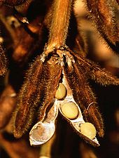 Mature legume