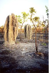 Montes da catedral de cupins em uma área escurecida pelos fogos anuais de inverno do parque.