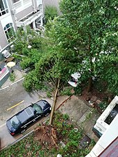 Tyfonen Lekima rykkede et træ op med rode i Xianju County i Zhejiang.