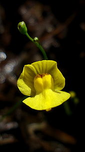 Utricularia gibban ei-koodaavan DNA:n osuus on 3 prosenttia, mikä on kukintokasveille alhainen.