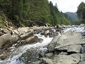 Forest Carpathians - Bieszczady - Mountain stream Wetlina ("Sine Wiry"), Poland
