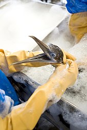 Washing a pelican