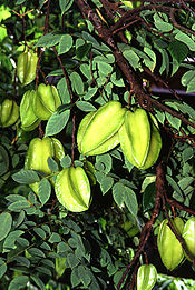 Carambolas todavía en el árbol  