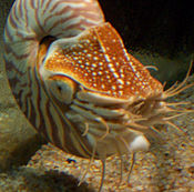 Chapadla Nautilu