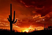 Saguaro ob sončnem zahodu iz narodnega parka Saguaro, okrožje Rincon vzhodno od Tucsona, Arizona