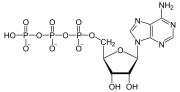 De moleculaire structuur van ATP.