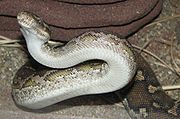 Ventral scales of an angolapython (Python anchietae)